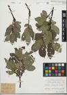 Foto von Salix glabra Scop.
